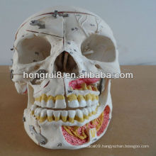 2013 advanced Human skull with blood and nerves
